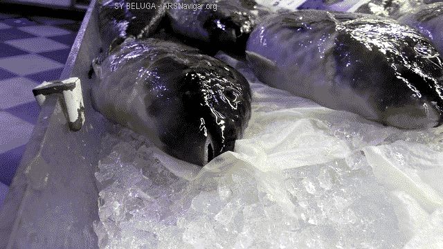 P1100843_640x360
