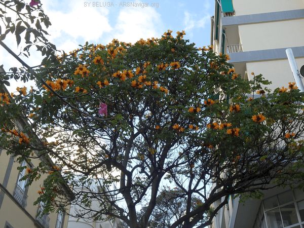 DSC05499_600x450